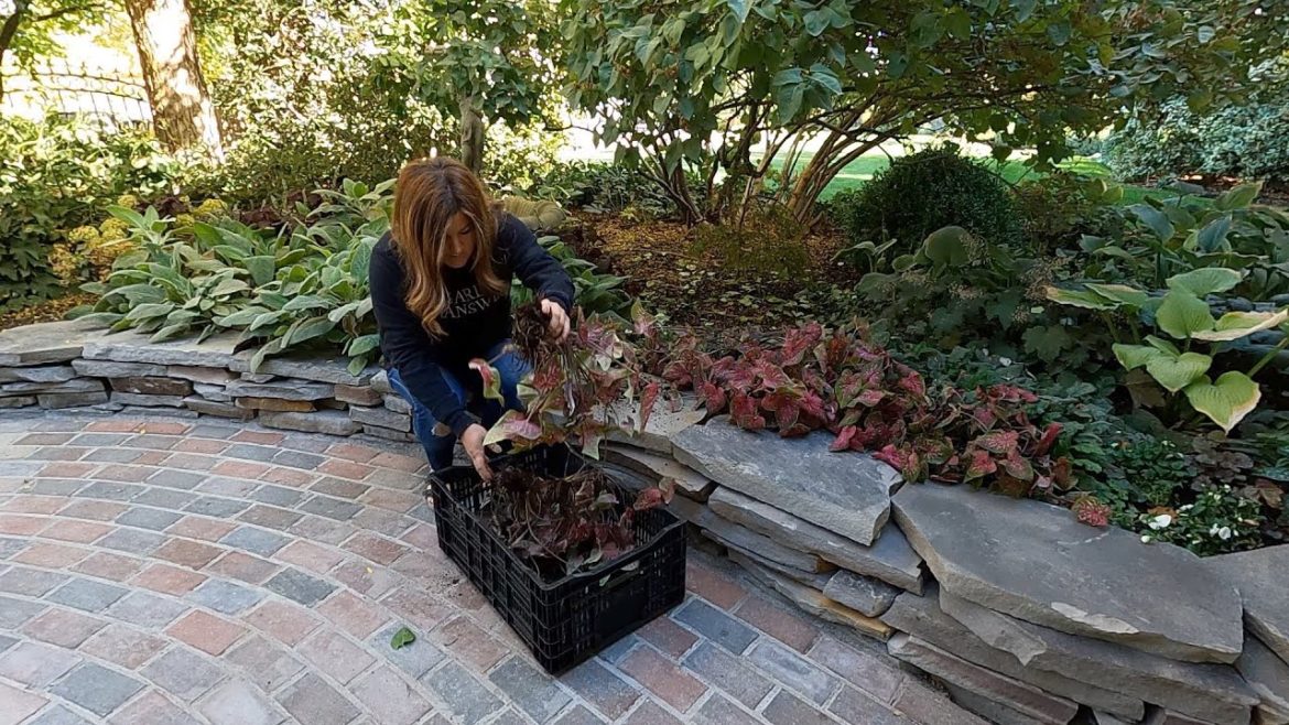 Bringing In Calla & Caladium Bulbs for Storage + Potting Up Tomatoes & Herbs for the Greenhouse! 🌿🍅🌿