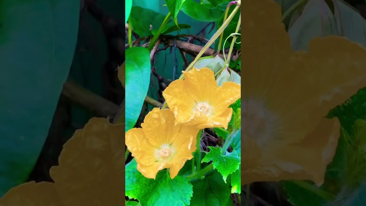 Most Beautiful Flowers in our Farm ফুল #flowers #shorts #shortsvideo #bdfarm #ফুল Most Beautiful Flowers in our Farm ফুল #flowers #shorts #shortsvideo #bdfarm #ফুল