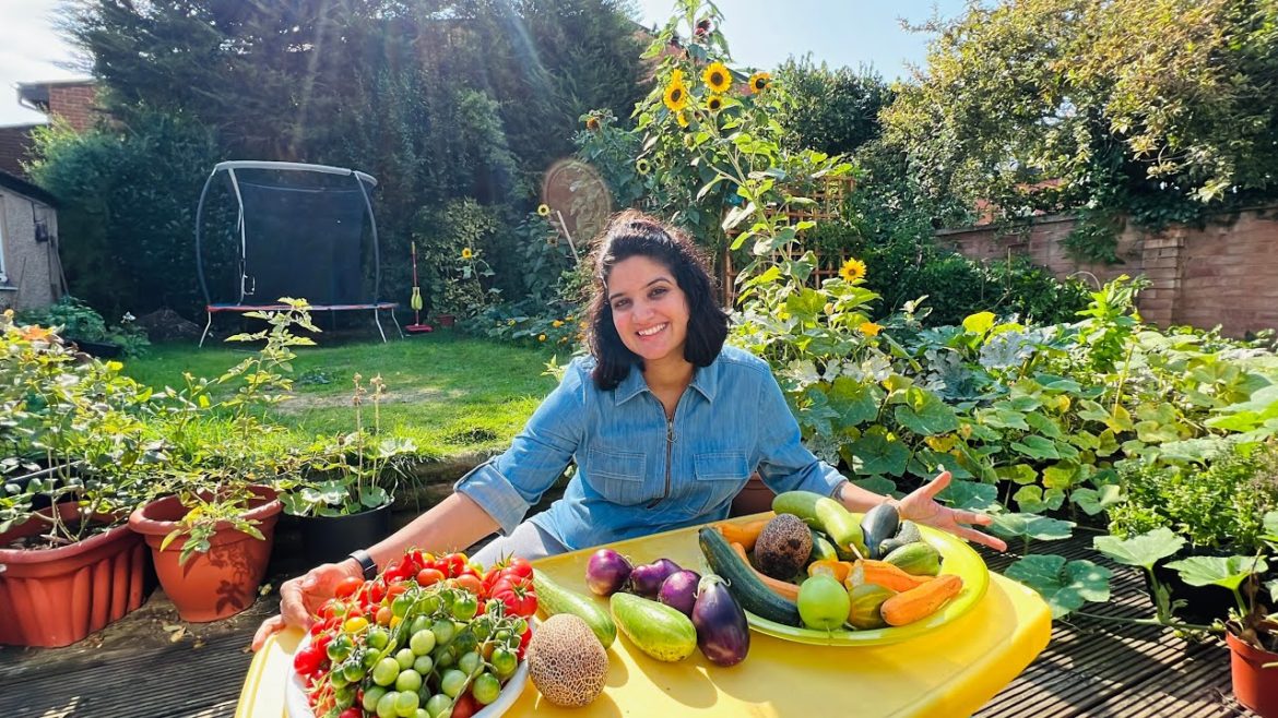 Vegetable Garden Harvesting in Oct 2022| Kitchen Garden in England Vegetable Garden Harvesting in Oct 2022| Kitchen Garden in England