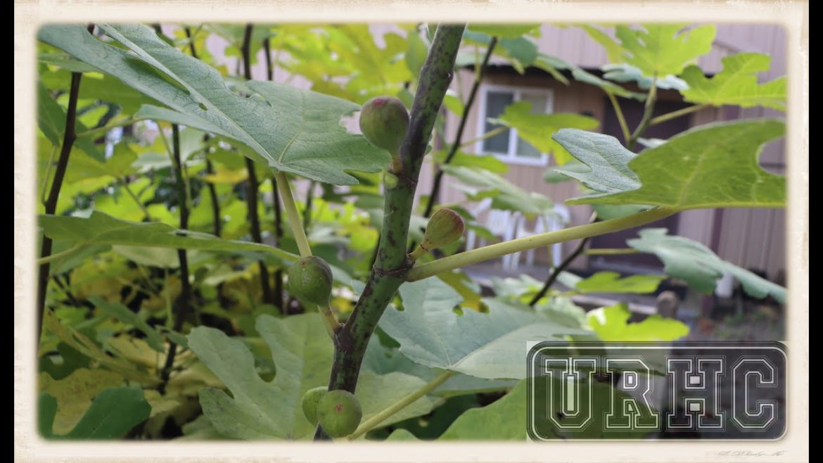 Chicago Hardy Fig Fall 2022 Update Almost Got Some Hopefully Next Year