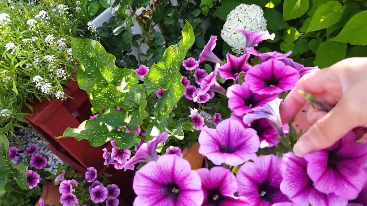 How I Maintain Our Small Backyard Garden On REGULAR BASIS | Garden Tour