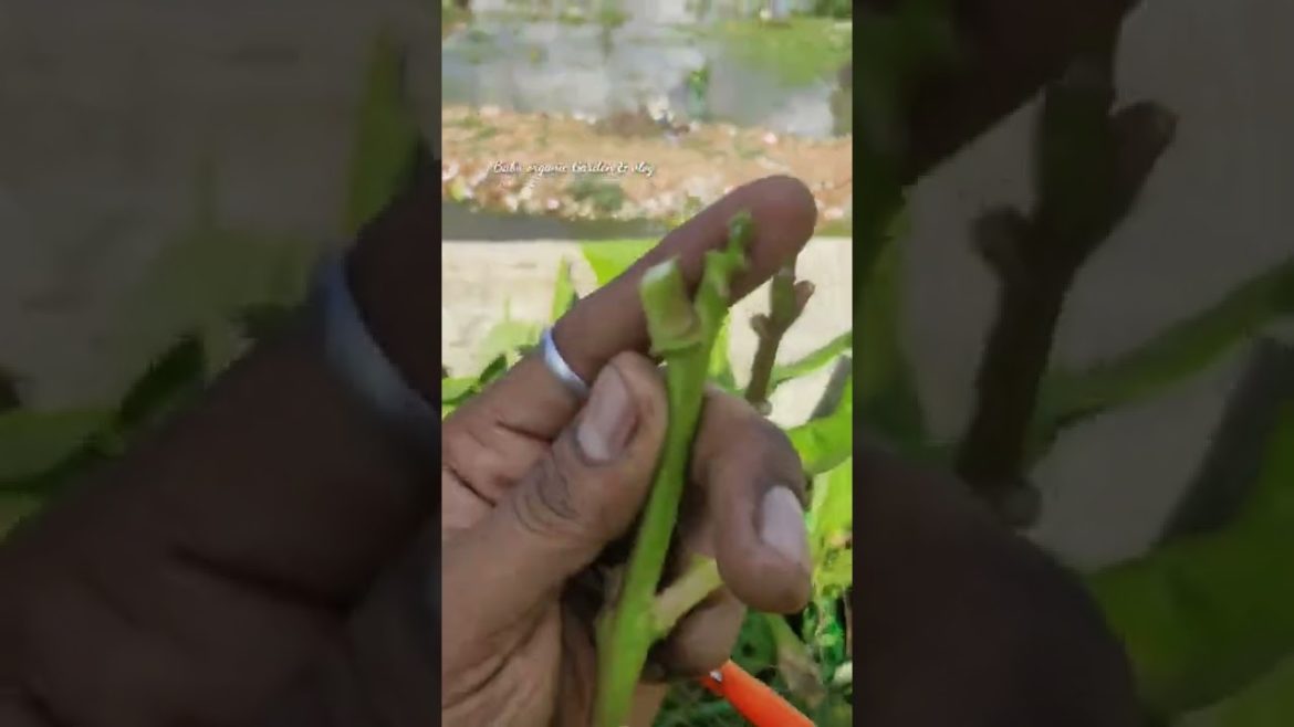 beginners tips in terrace garden #மாடிதோட்டம் #shorts