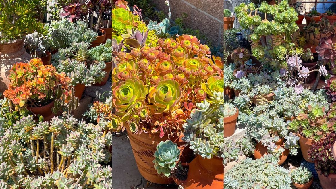 Succulent Garden Ideas | Succulent Garden Front Yard| Garden Ideas #gardenideas #succulentsgarden Succulent Garden Ideas | Succulent Garden Front Yard| Garden Ideas #gardenideas #succulentsgarden