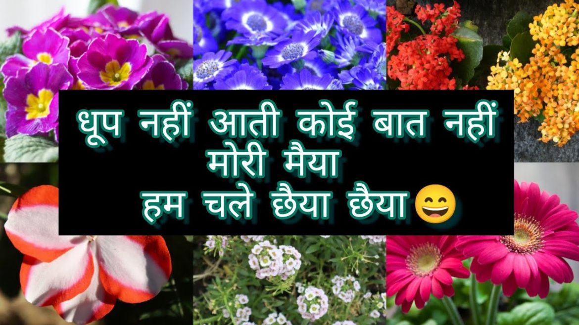 14 Shade loving winter flowers/छाया में खिलने वाले फूल #tinygarden #gardeningtips 14 Shade loving winter flowers/छाया में खिलने वाले फूल #tinygarden #gardeningtips