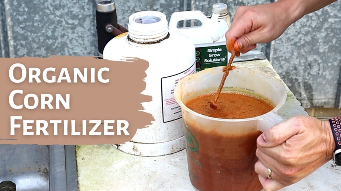 A GREAT ORGANIC FERTILIZER for the BACKYARD GARDEN!