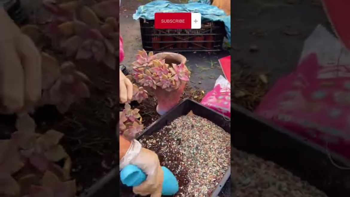 Oddly satisfying videos tips for growing succulent #fyp #shorts #gardener #agriculture #fruit