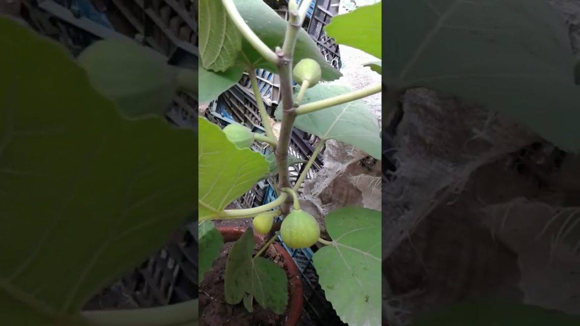 Fig Fruit Garden And Picking | Gardening Tips, Hacks, Gardening With Zubbi #viral #gardening #shorts Fig Fruit Garden And Picking | Gardening Tips, Hacks, Gardening With Zubbi #viral #gardening #shorts