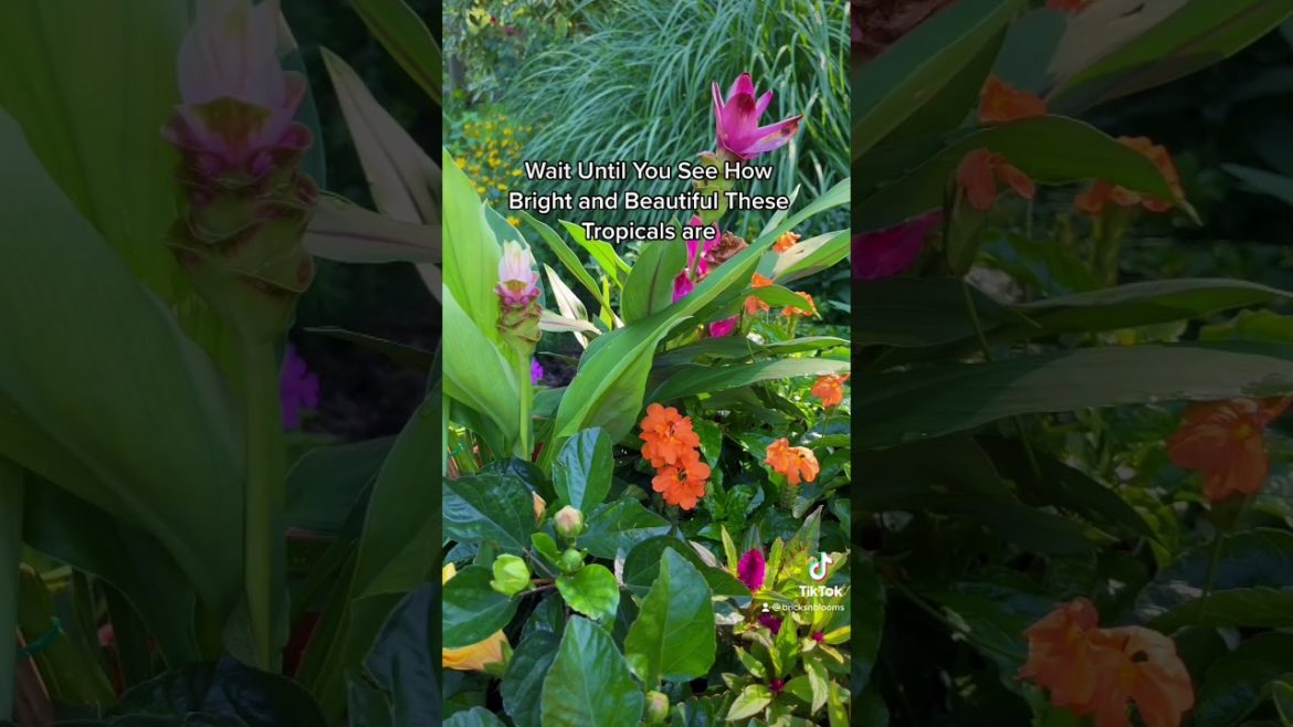 Wait Until You See This Tropical Garden Container Idea #shorts #containergarden #tropicalflowers Wait Until You See This Tropical Garden Container Idea #shorts #containergarden #tropicalflowers