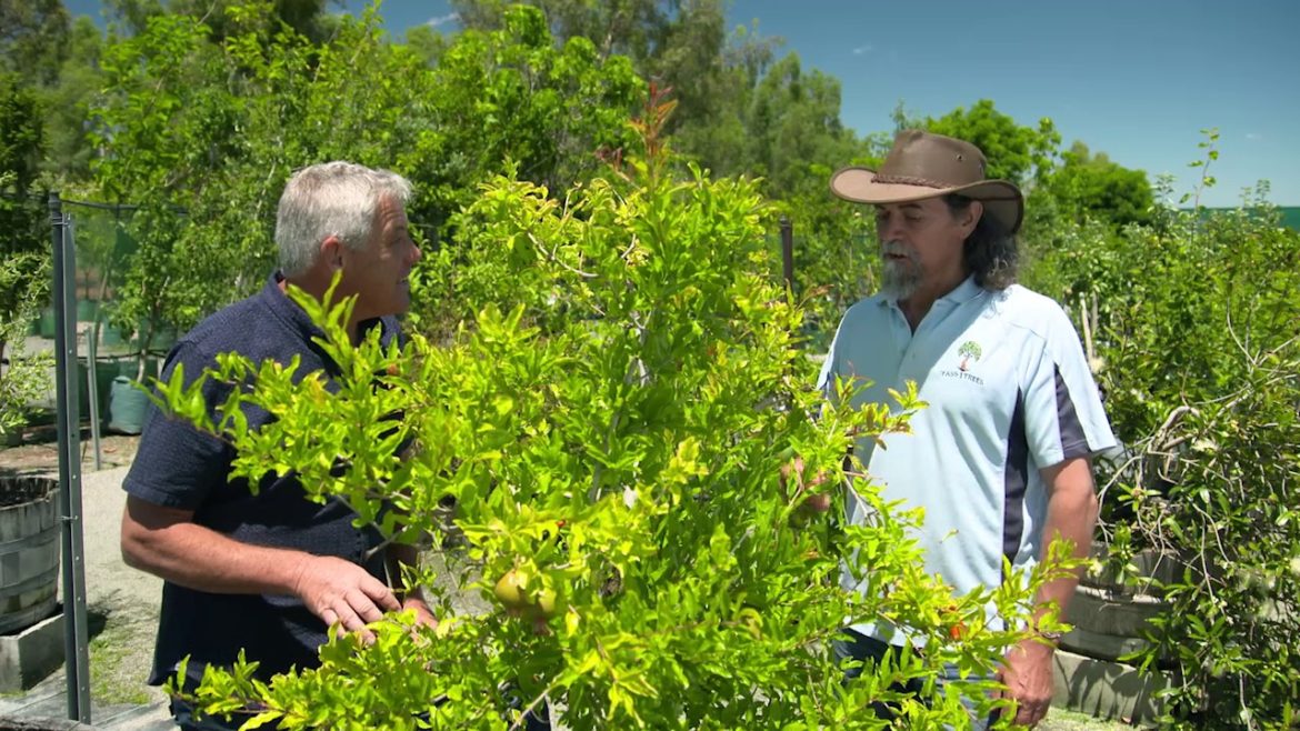 The Garden Gurus - Waterwise Edible Gardens