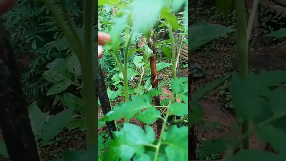 Tomato Gardening Tips /තක්කාලි වගාවේ රහස් / #shorts #srilanka Tomato Gardening Tips /තක්කාලි වගාවේ රහස් / #shorts #srilanka