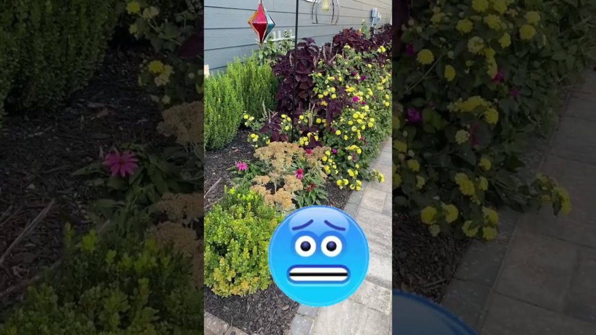 How cold does it have to be for annuals to get zapped by the frost?