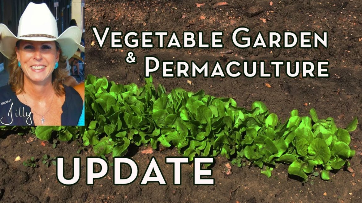 North Texas Vegetable Garden and Permaculture Design Update – End of March