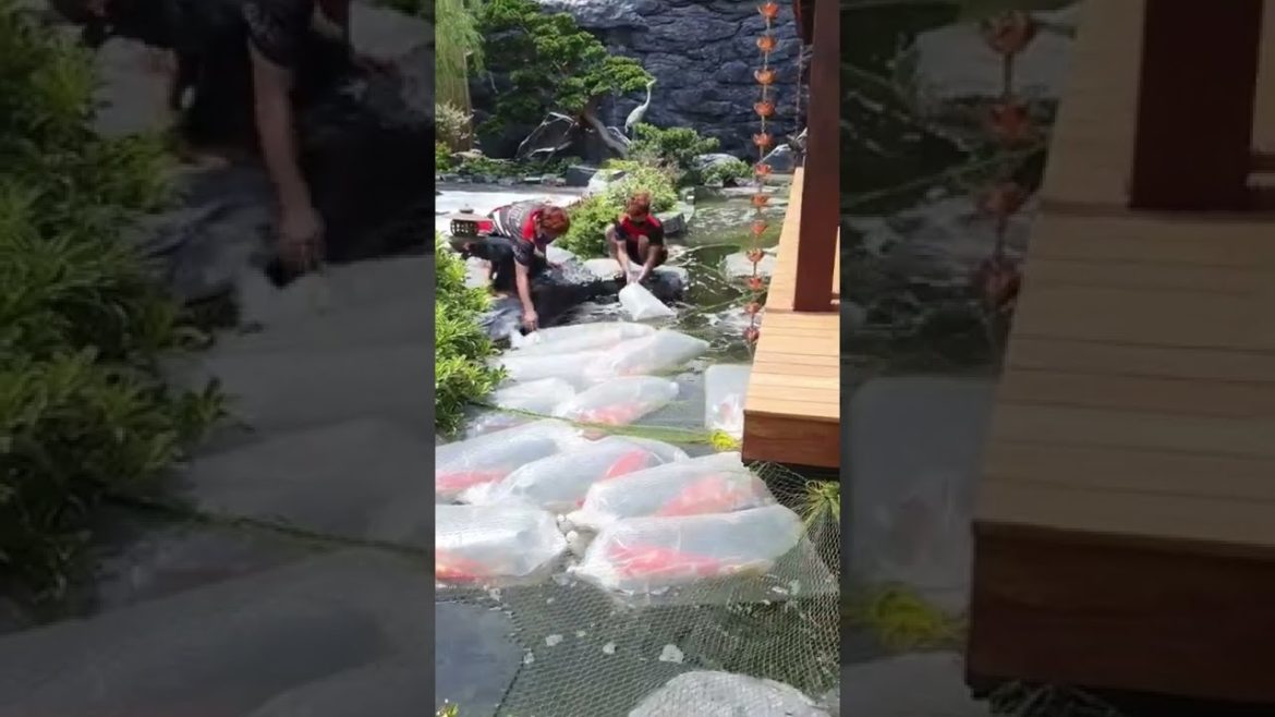 Drop all Koi fish in backyard garden koi pond
