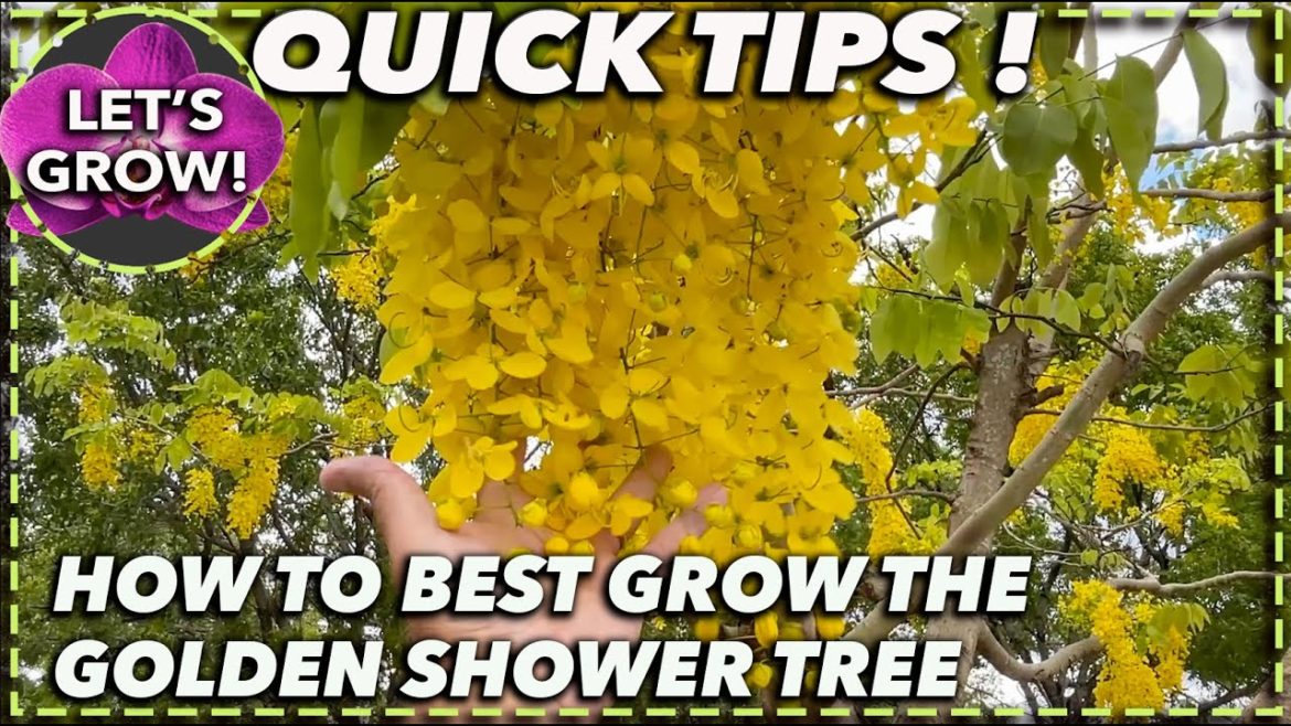 HOW TO GROW GOLDEN SHOWER TREE HOW TO GROW GOLDEN SHOWER TREE