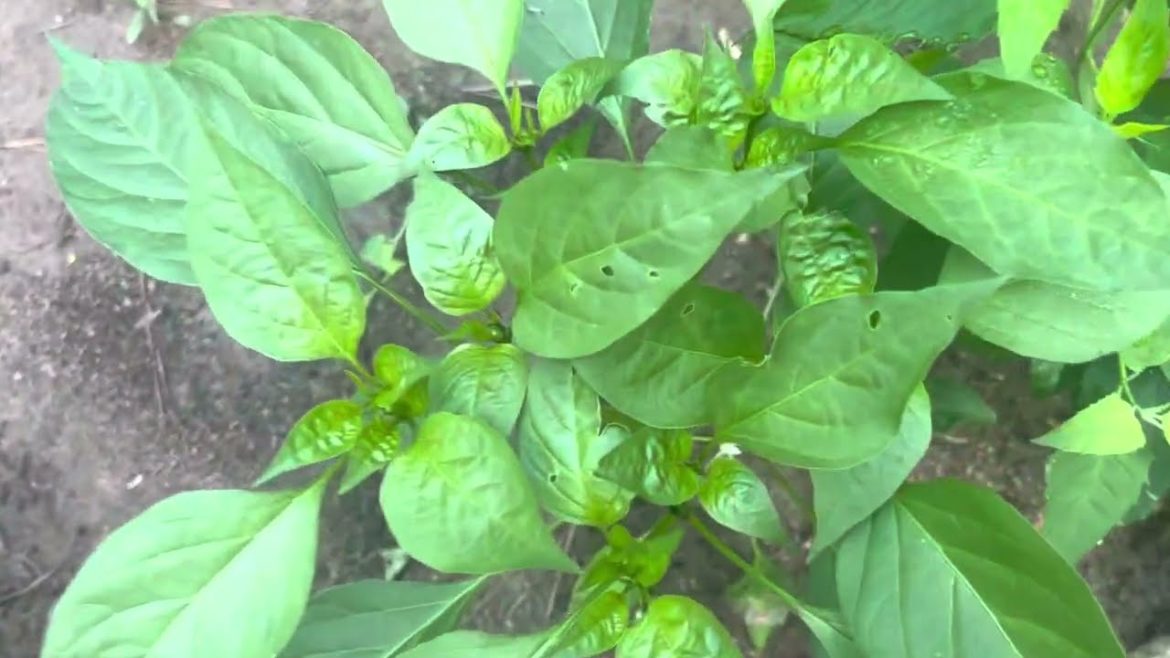 Plant care and result ,Garden tips