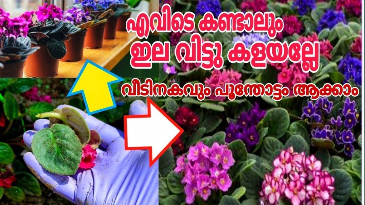 ഇലകൾ മതി വീടിനകവും പുറവും പൂന്തോട്ടം ആക്കാം Gardening tips