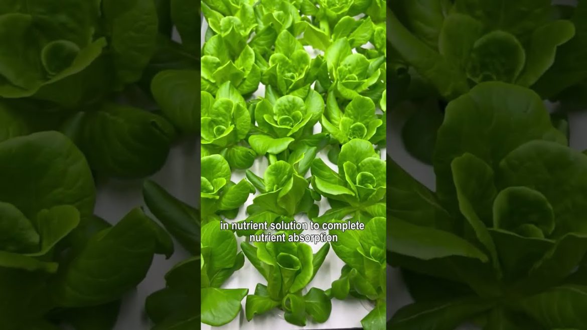 Is it safe to eat Hydroponic Vegetables? - Rich Dissolve Oxygen Hydroponic System