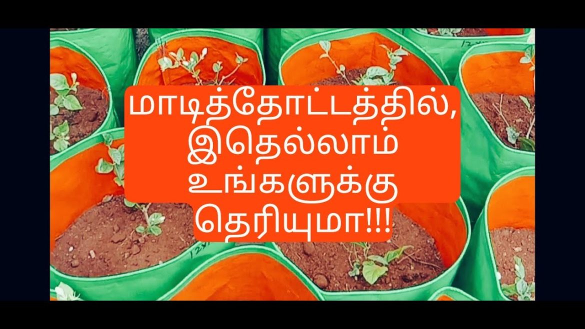 Terrace Gardening tips and tricks | Madi thottam| Tamil | Pocket Mic