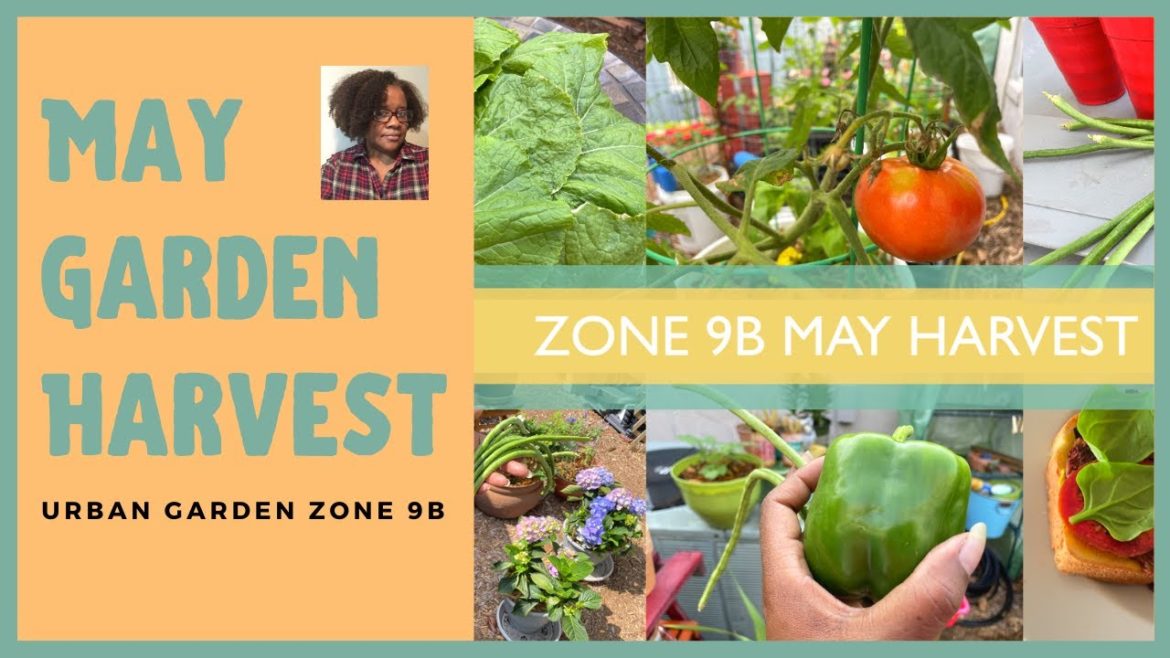 Monthly Small Container Garden Spring Harvest May 2022 Liz's Urban Zone 9B Garden