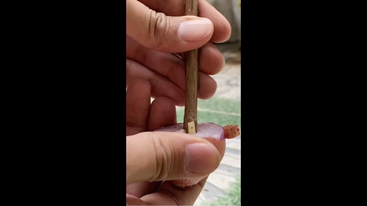 How to Grow Guava Trees from Cutting by Onion #shorts #omg #trending How to Grow Guava Trees from Cutting by Onion #shorts #omg #trending