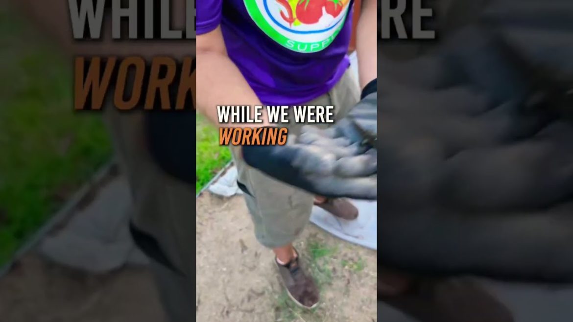 Did this actually help the tomatoes? 😂 #gecko #lizard #pestcontrol