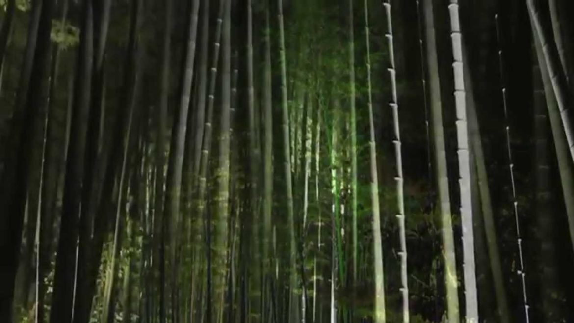 Japanese gardens of Nara - The ancient capital (Video postcard - Zen garden, lighting design)