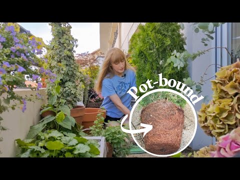 Repotting Pot-bound Plants – Container Gardening Repotting Pot-bound Plants - Container Gardening