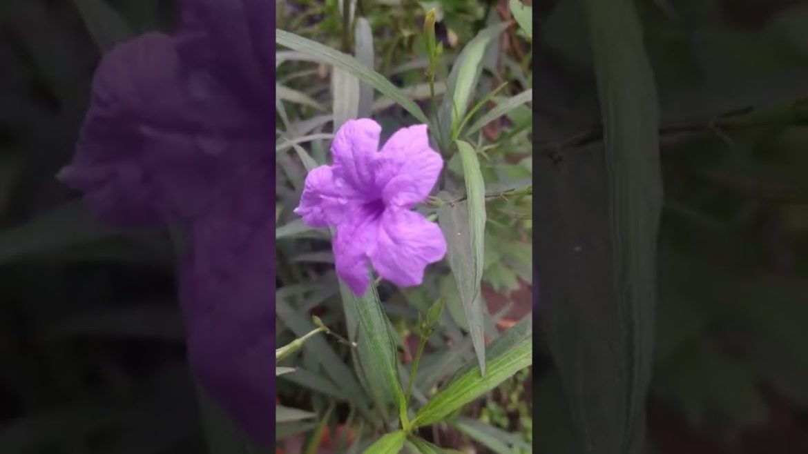 Beautiful Flowering Plant For Balcony, Garden Ideas, Gardening Tips | Gardening With Zubbi #shorts