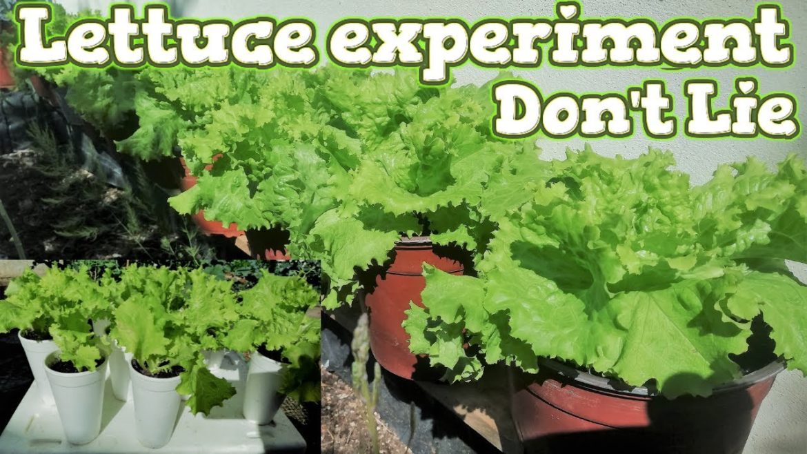 How To Harvest Cut And Come Again Lettuce | Container Gardening How To Harvest Cut And Come Again Lettuce | Container Gardening
