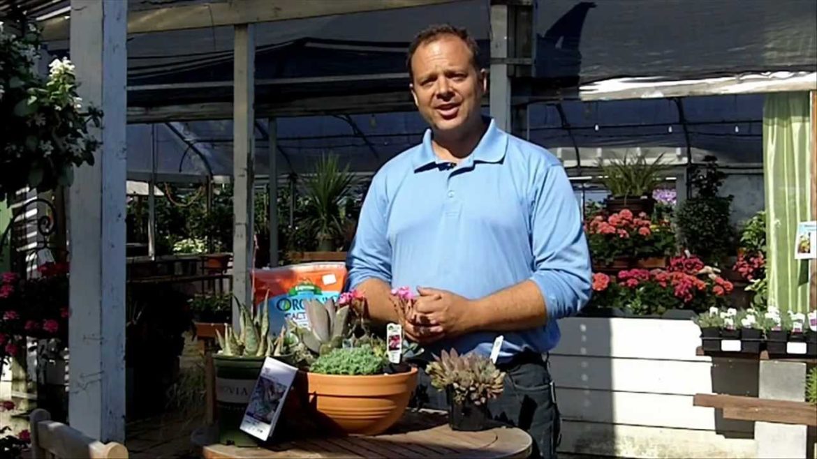 A simple succulent container garden