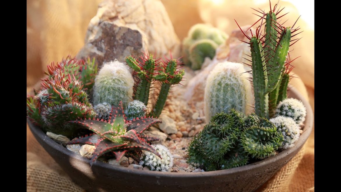 How to Make a Mini High Desert Cactus Garden How to Make a Mini High Desert Cactus Garden