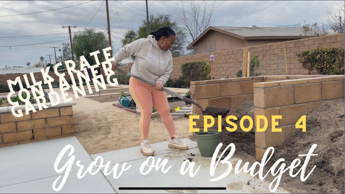 MILK CRATE GARDEN PT 2 FREE .99 CENT STORE ONLY CONTAINER GARDEN CALI 9B COMMUNITY GARDEN UPDATE MILK CRATE GARDEN PT 2 FREE .99 CENT STORE ONLY CONTAINER GARDEN CALI 9B COMMUNITY GARDEN UPDATE