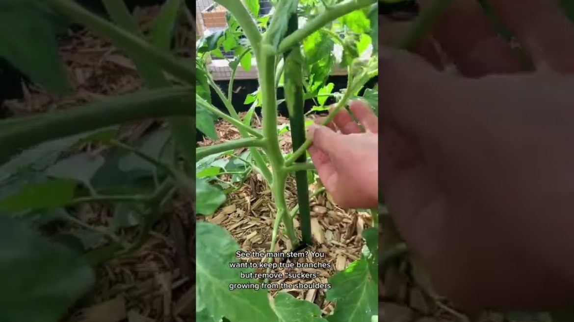 Tomato Plant Caring - Gardening Tips
