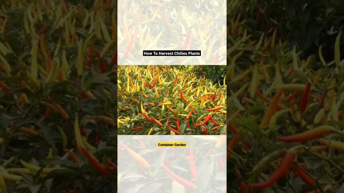 How To Harvest Chilies Plants||Gardening Tips and Tricks||Container Garden