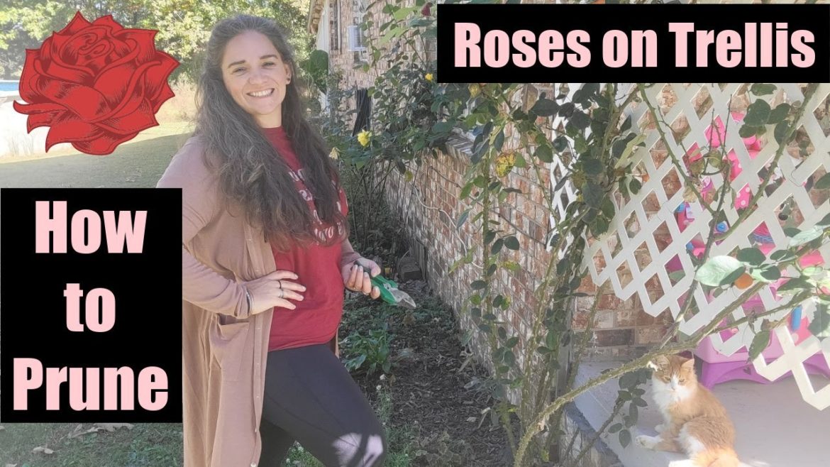 How to Prune a Climbing Rose on a Trellis in less than 4 minutes! How to Prune a Climbing Rose on a Trellis in less than 4 minutes!