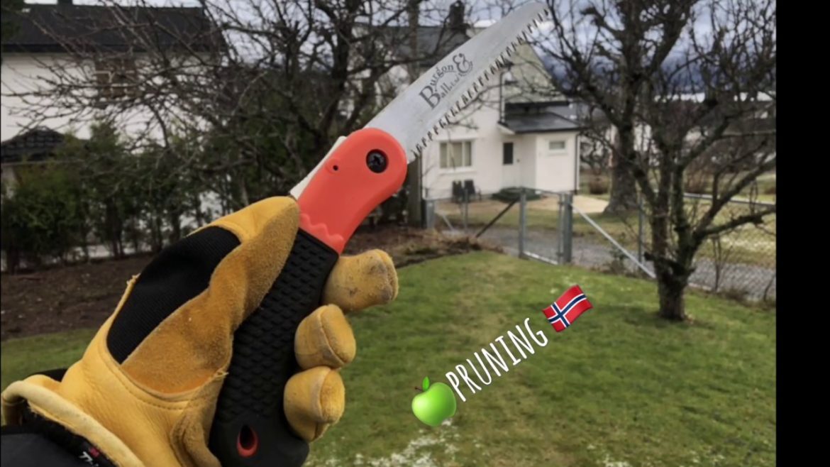 How To – Tips – #APPLETREE (Pruning) Renovation in NORWAY @GoPro #gardener How To - Tips - #APPLETREE (Pruning) Renovation in NORWAY @GoPro #gardener
