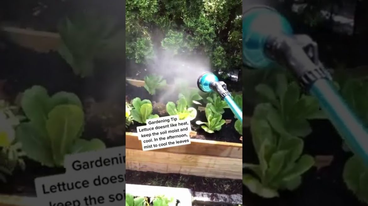 Lettuce Gardening - Gardening Tips