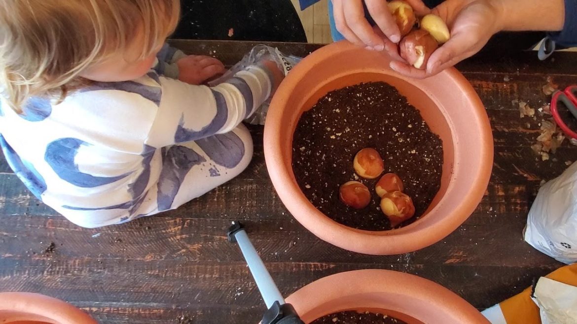 Planting Spring Bulbs in Containers and Gardening with a Toddler