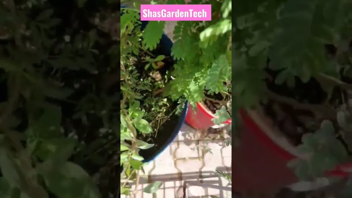 Tree in pot || 🥰 Tamarind 🌳 beautiful tree #shorts Tree in pot || 🥰 Tamarind 🌳 beautiful tree #shorts