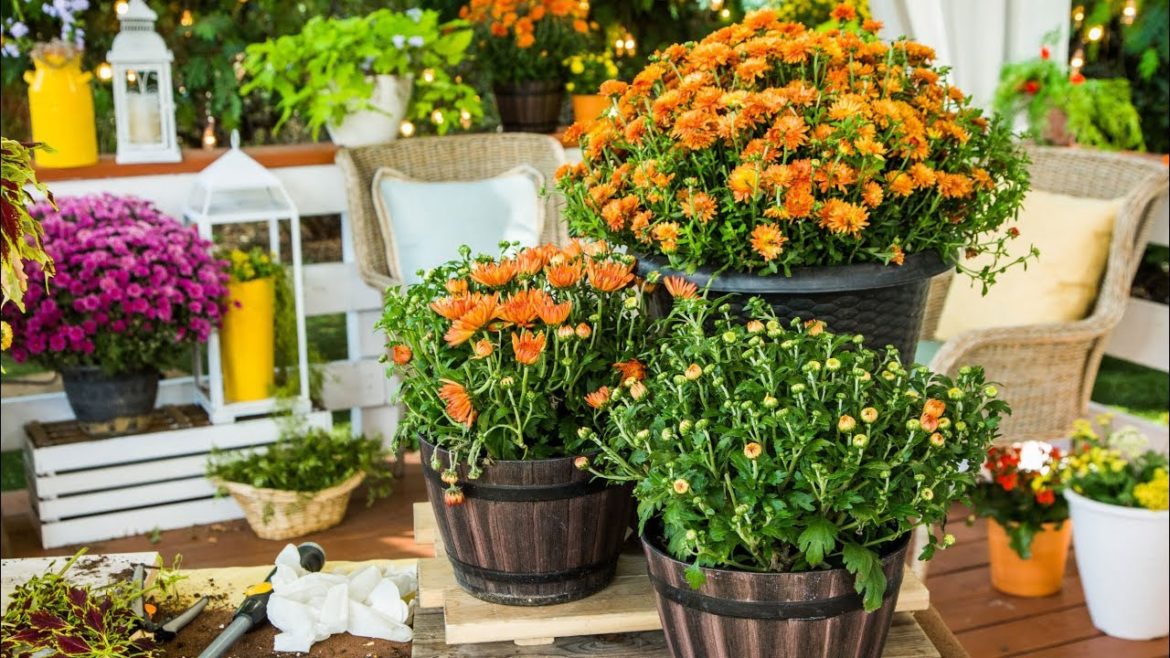 Ask Shirley: Fall Garden tips - Home & Family