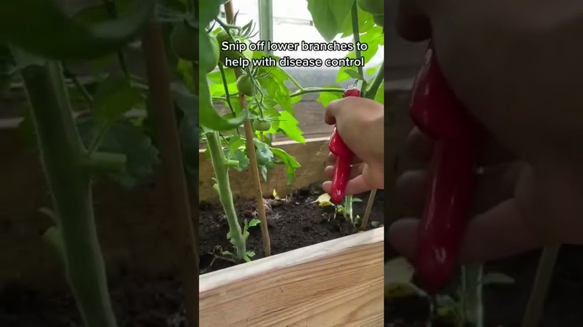 Tomato Gardening Tips