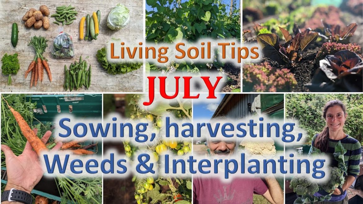 No-dig gardening Seasonal Tips – July No-dig gardening Seasonal Tips - July