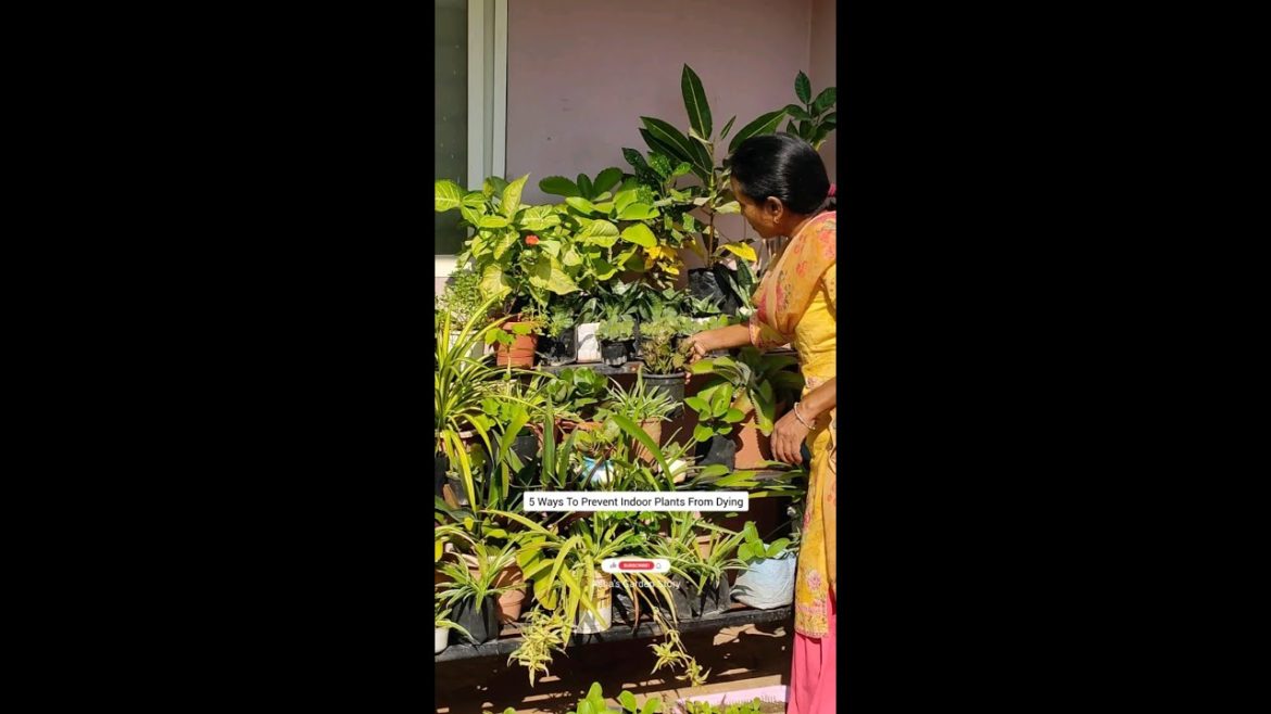 5 Ways To Prevent Indoor Plants From Dying|इंडोर प्लांट्स को मरने से बचाये|#ashasgardenstory#shorts 5 Ways To Prevent Indoor Plants From Dying|इंडोर प्लांट्स को मरने से बचाये|#ashasgardenstory#shorts
