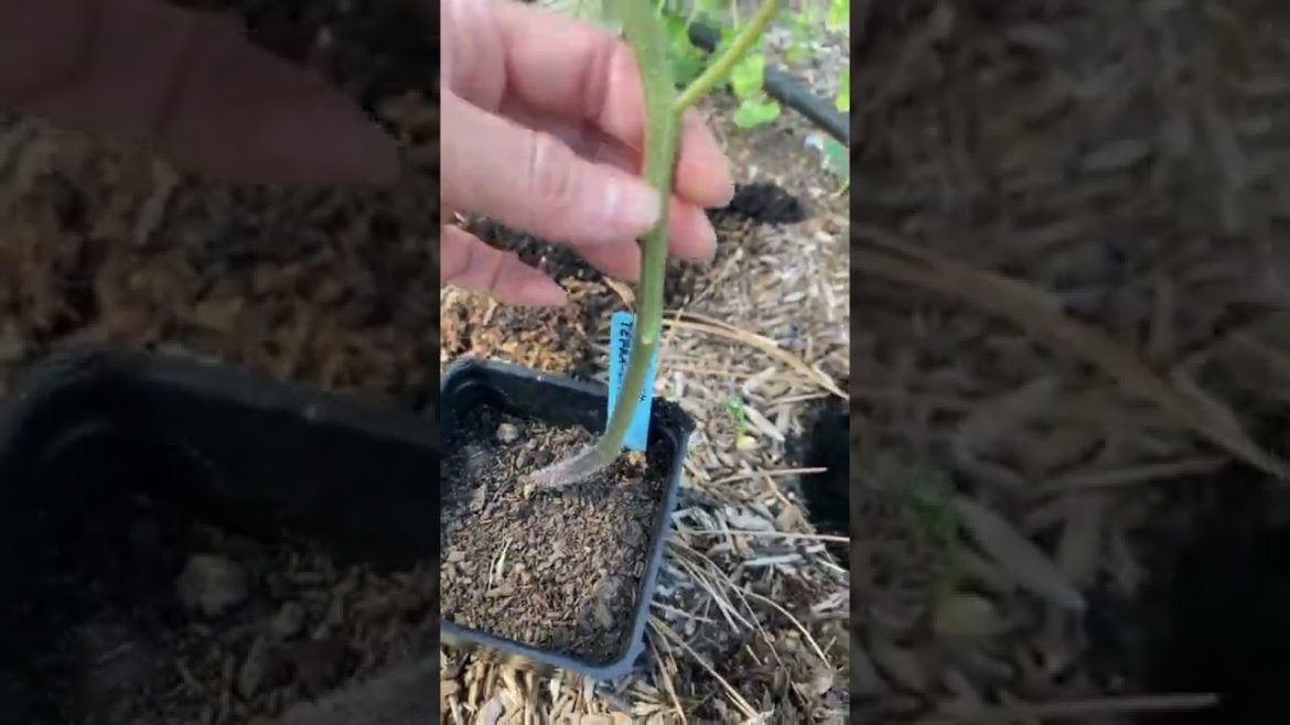 How To Grow Tomatoes at Home - Gardening Tips