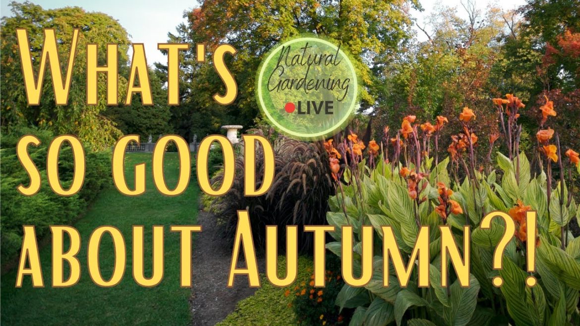 Autumn Gardening! How can autumn support you and your garden. #naturalgardeninglive #gardencare