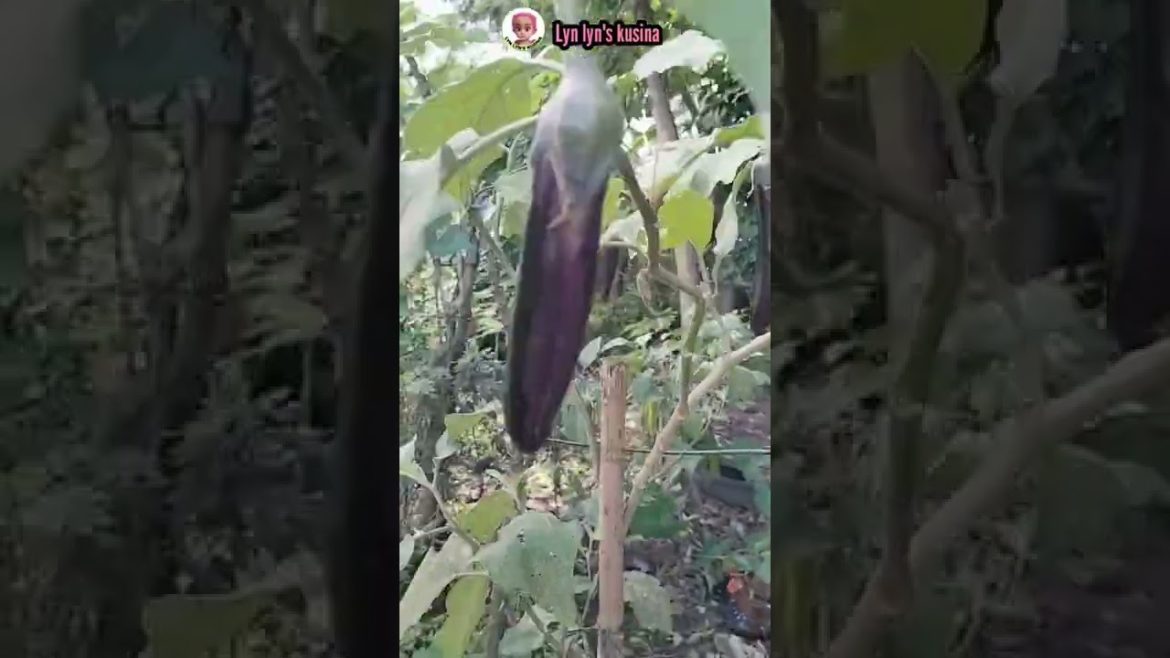 mini vegetables garden