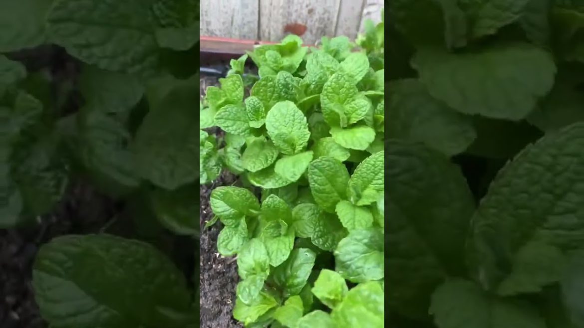 Beginner garden friendly crop #gardening #springvibes  #gardeningtips #positivevibes  #shorts