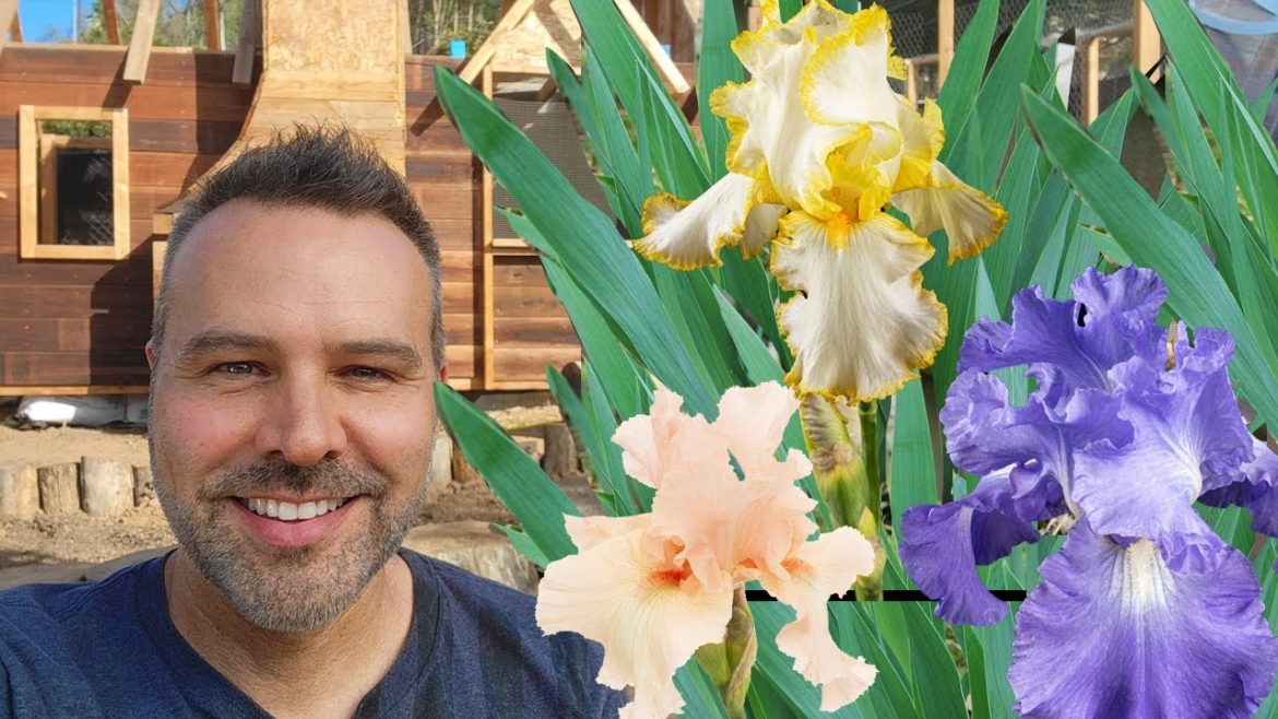 Planting Bearded Iris in the NEW Cottage Garden