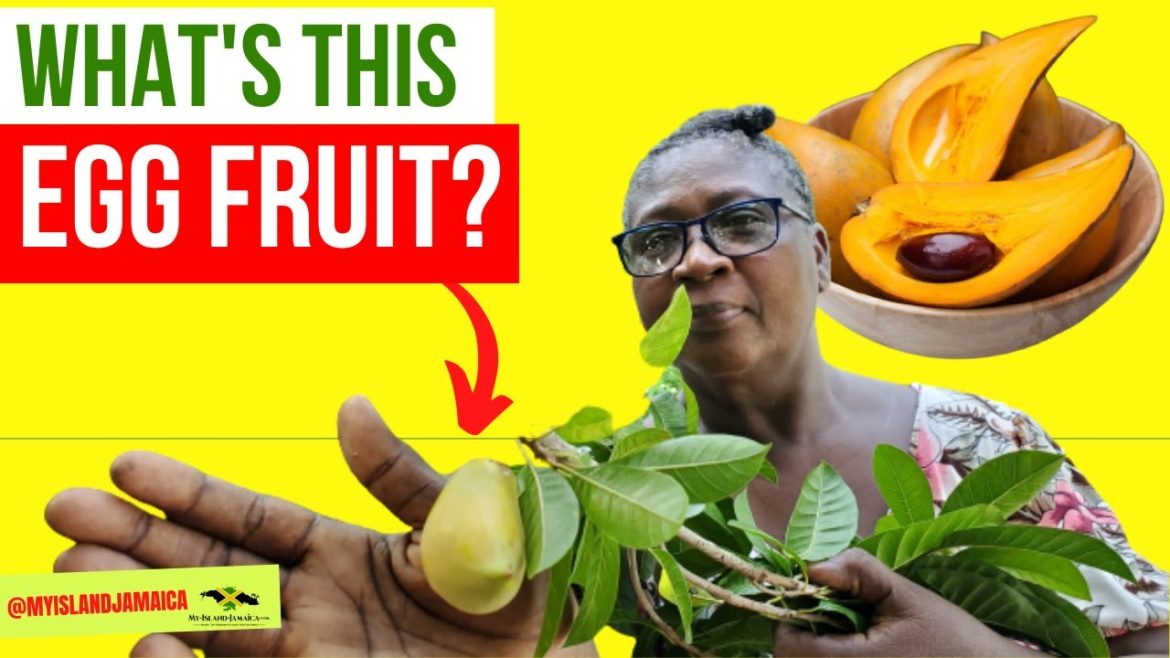 The [Golden] EGG FRUIT is FOUND!!!😁🎉💃🏿 #RareFruits  #Jamaican #fruits #Canistel