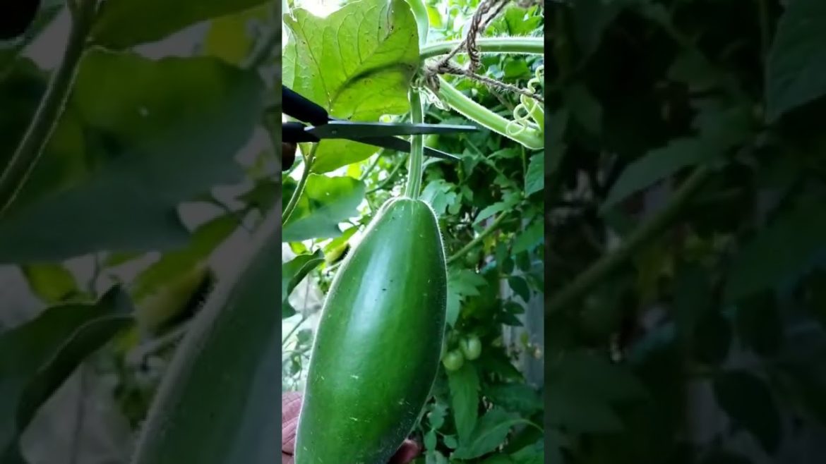 Gourd Harvested This Year 2 #bottlegourd #shorts Gourd Harvested This Year 2 #bottlegourd #shorts